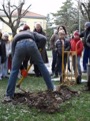 Il giardiniere pianta il nuovo susino